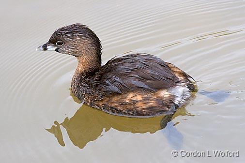 Pied-billed Grebe_42117.jpg - Pied-billed Grebe (Podilymbus podiceps)Photographed along the Gulf coast on Mustang Island in Port Aransas, Texas, USA.